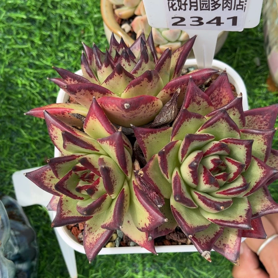 多肉植物2341………….