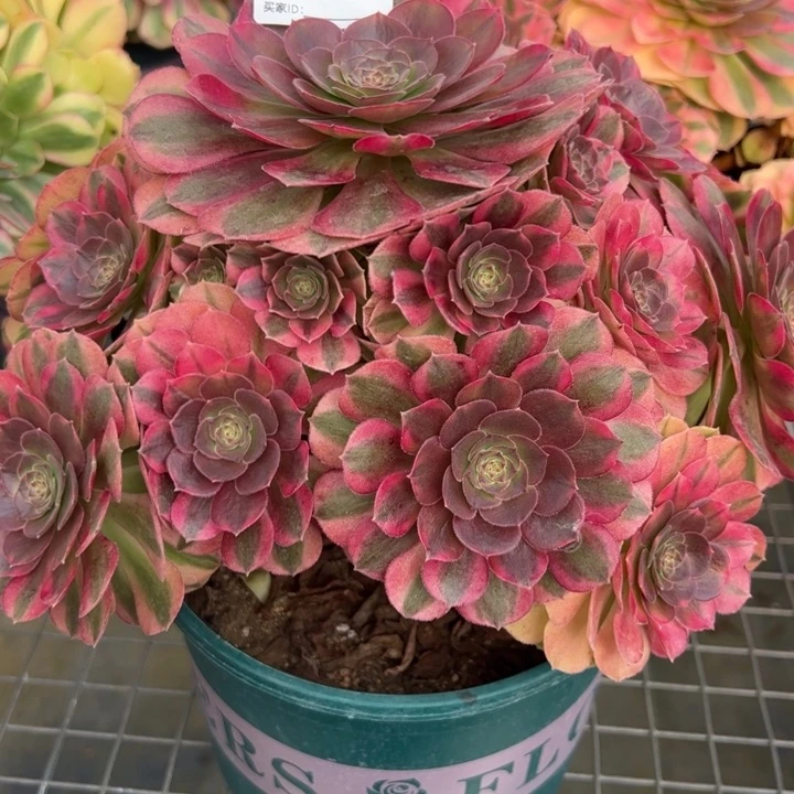 761雨荷23厘米左右