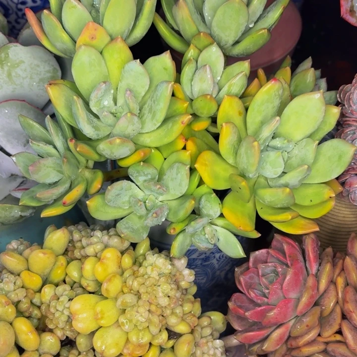 明***玉老桩精品肉肉芒果美人