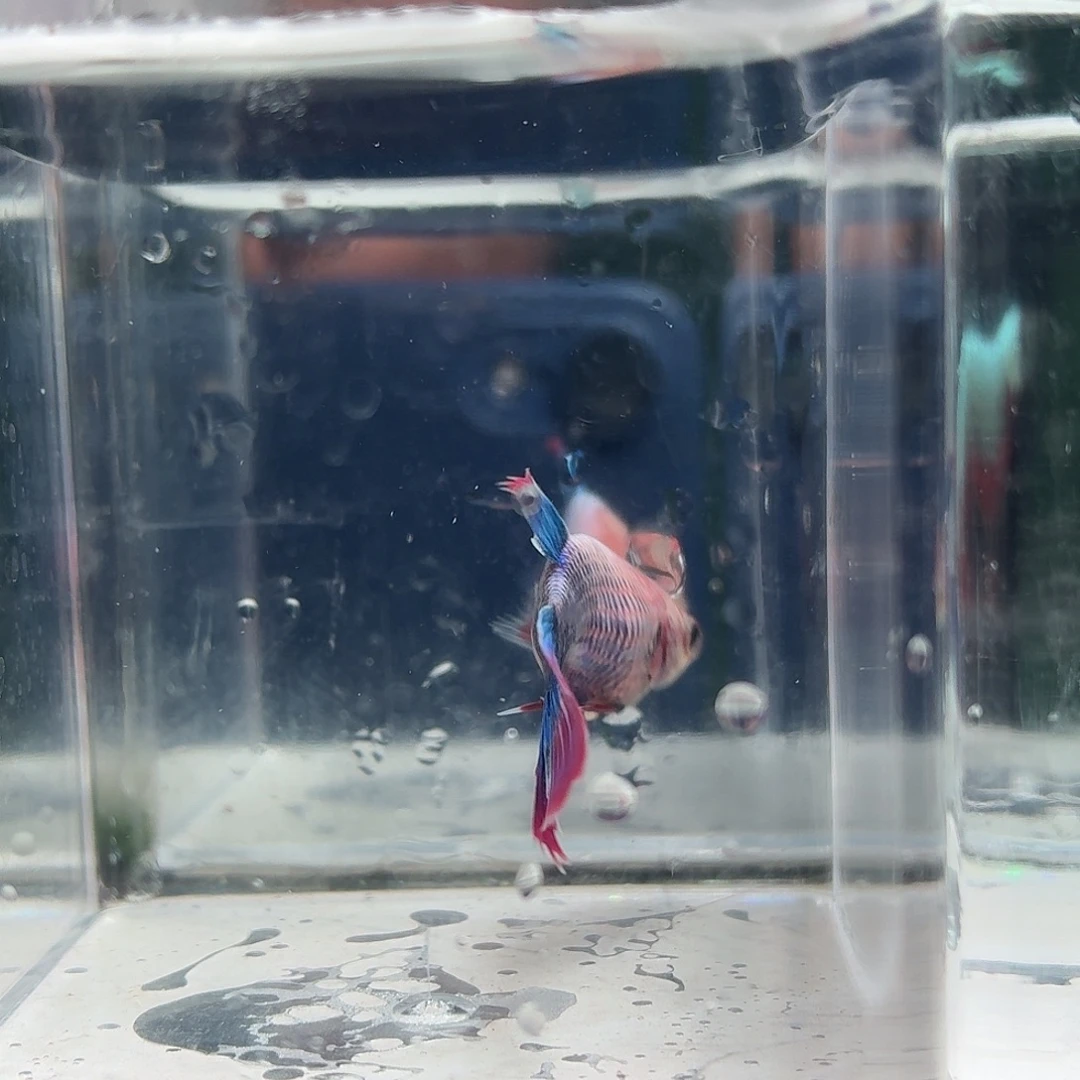 斗鱼泰国斗鱼直播间43