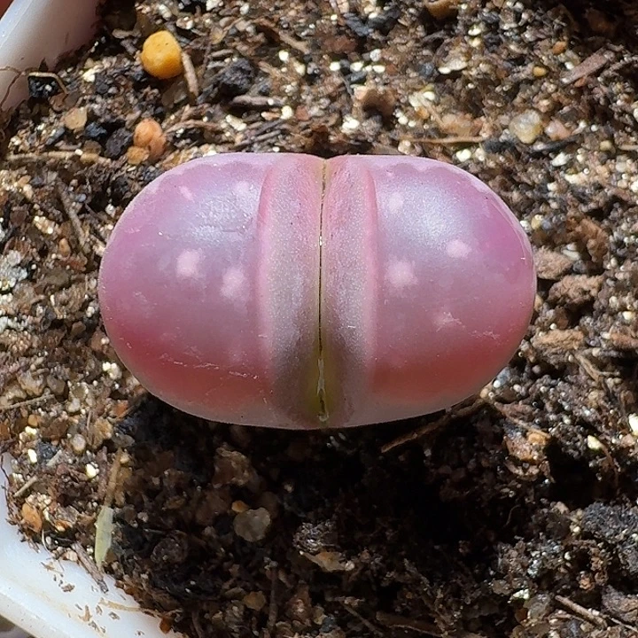 生石花112222。  352