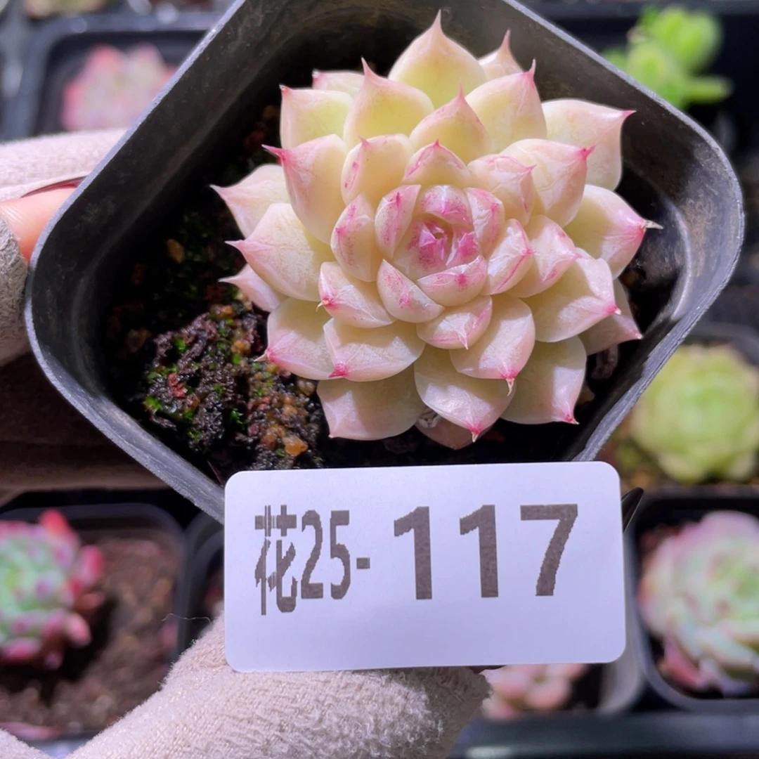 花利美25-117女王玫瑰