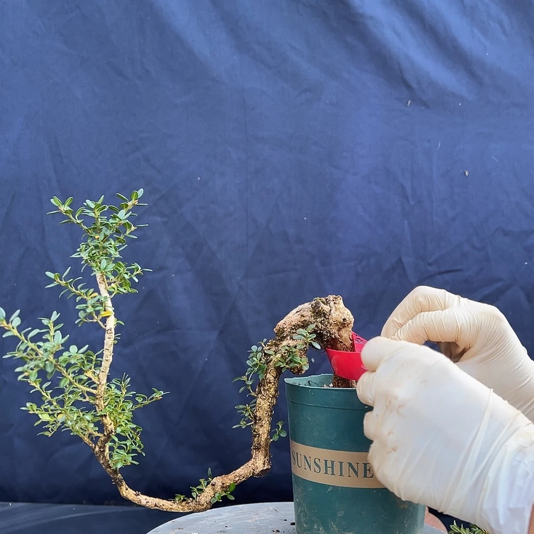 无花朵珍珠黄杨盆栽素材