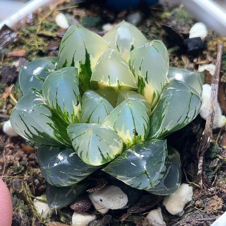 741北极之光锦特选福利