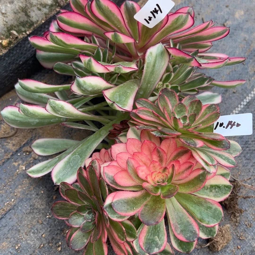 141140黑魔锦白月光