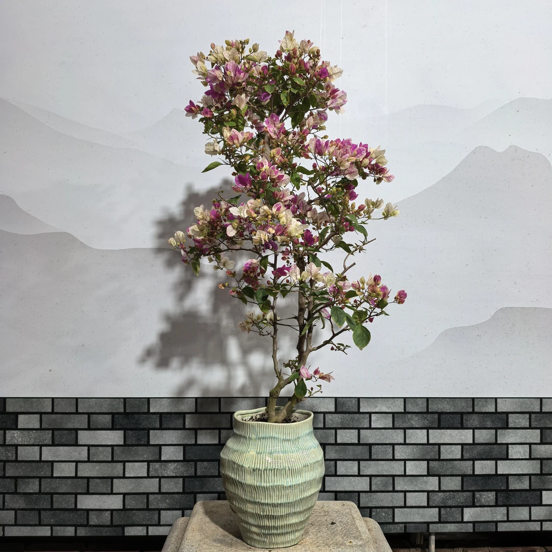 【艺景园花花公子专用】海岛漳红英造型盆景老桩好养勤花