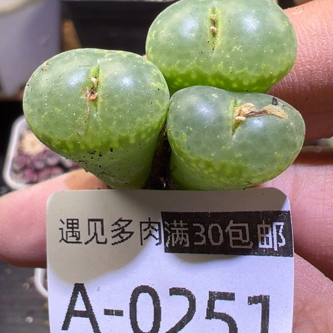 多肉植物1111111111111
