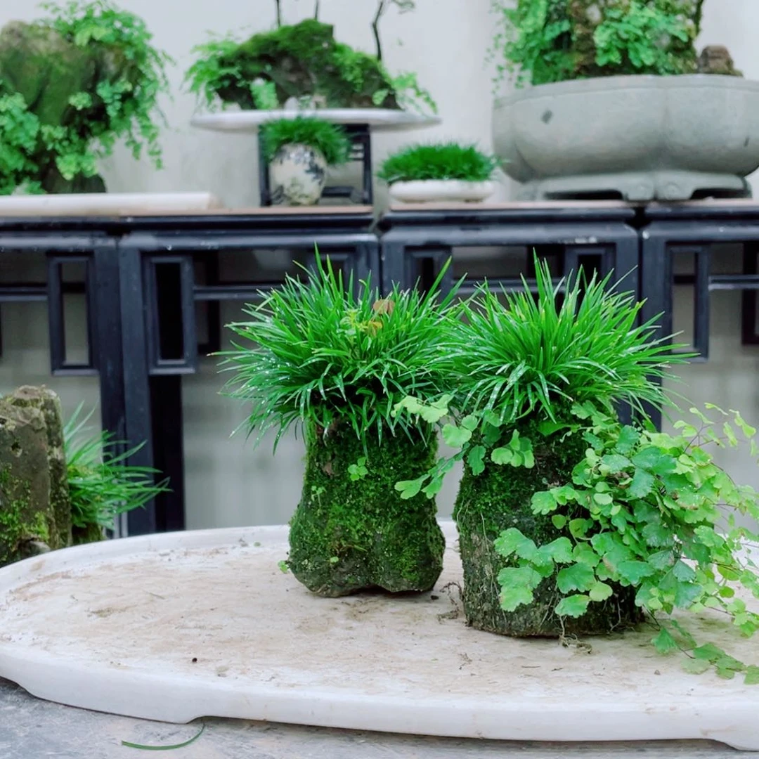 无铅玻璃潜**天铁线蕨的根茎较长