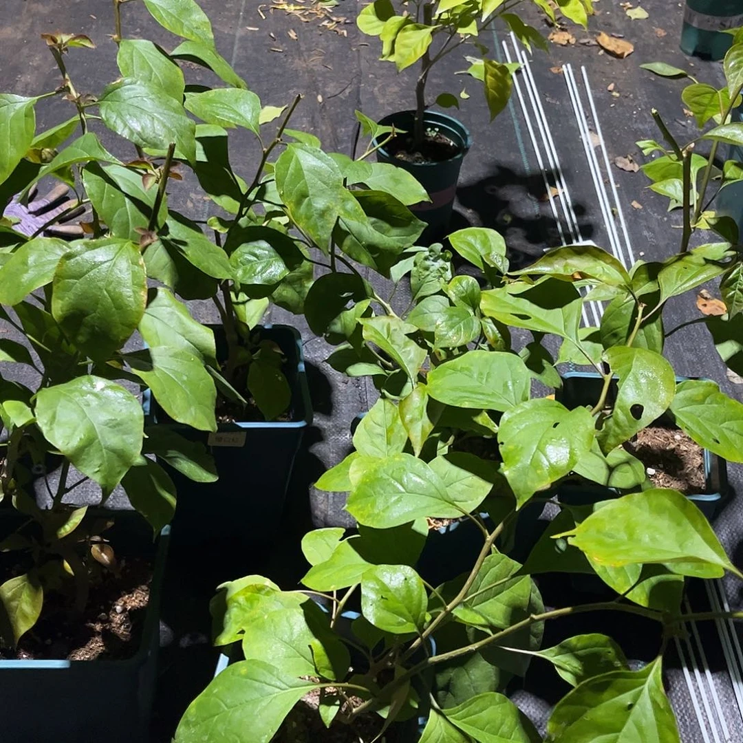 当前无花栽培后可以开花【橙口红一棵】随机发货福利款不售后