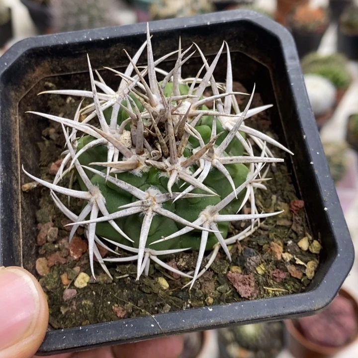 实生碧岩玉特价福利2