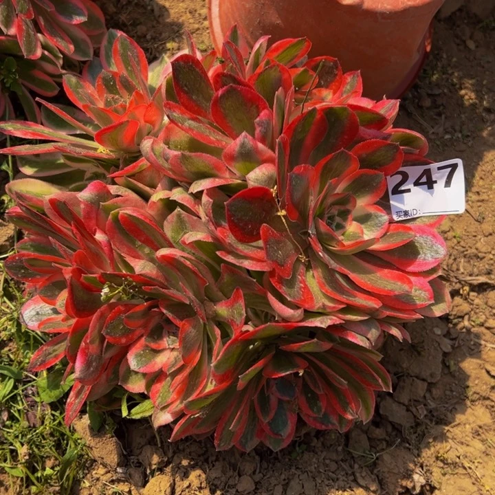 粉女巫多肉植物247微瑕