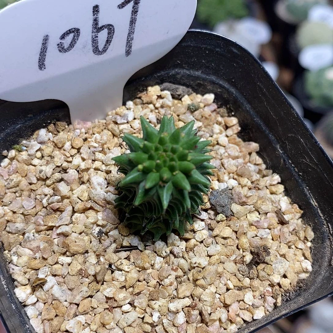 实生海胆大戟1067号2cm