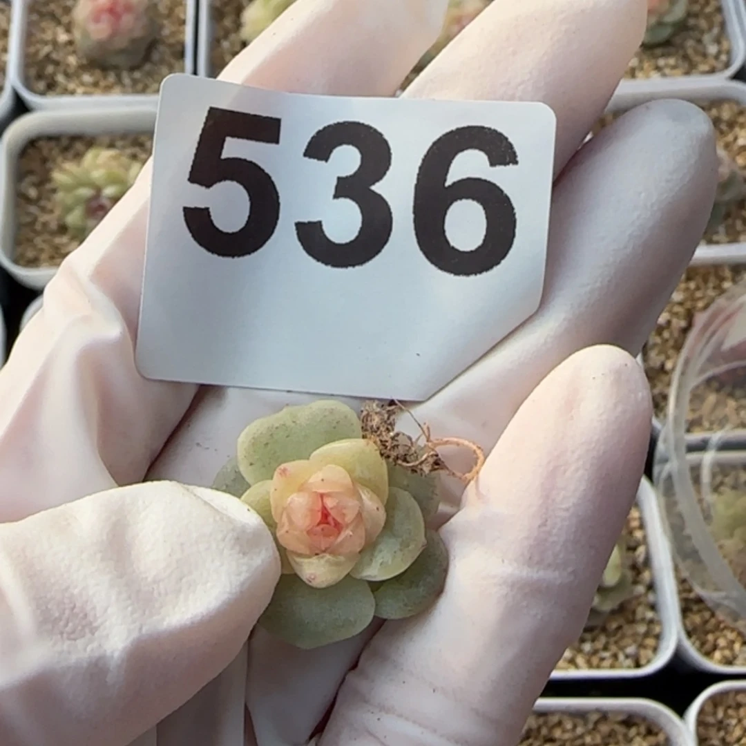 阿***。536 号王者系列多肉一盒