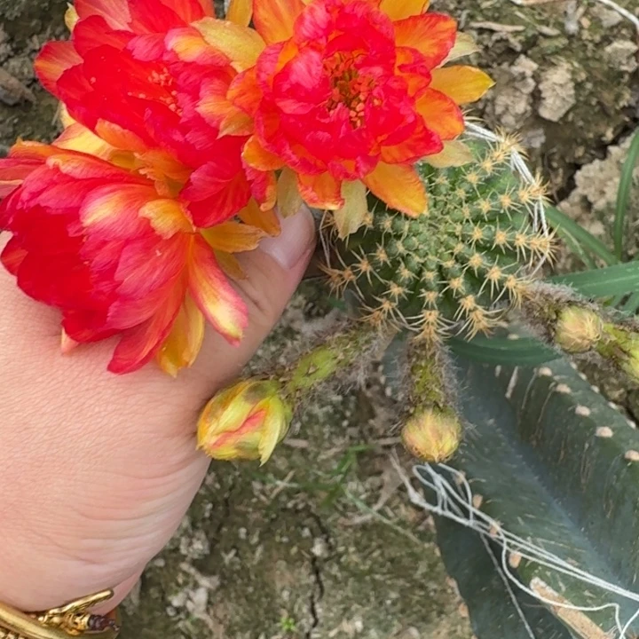 301量天尺嫁接丽花掰花发货斑