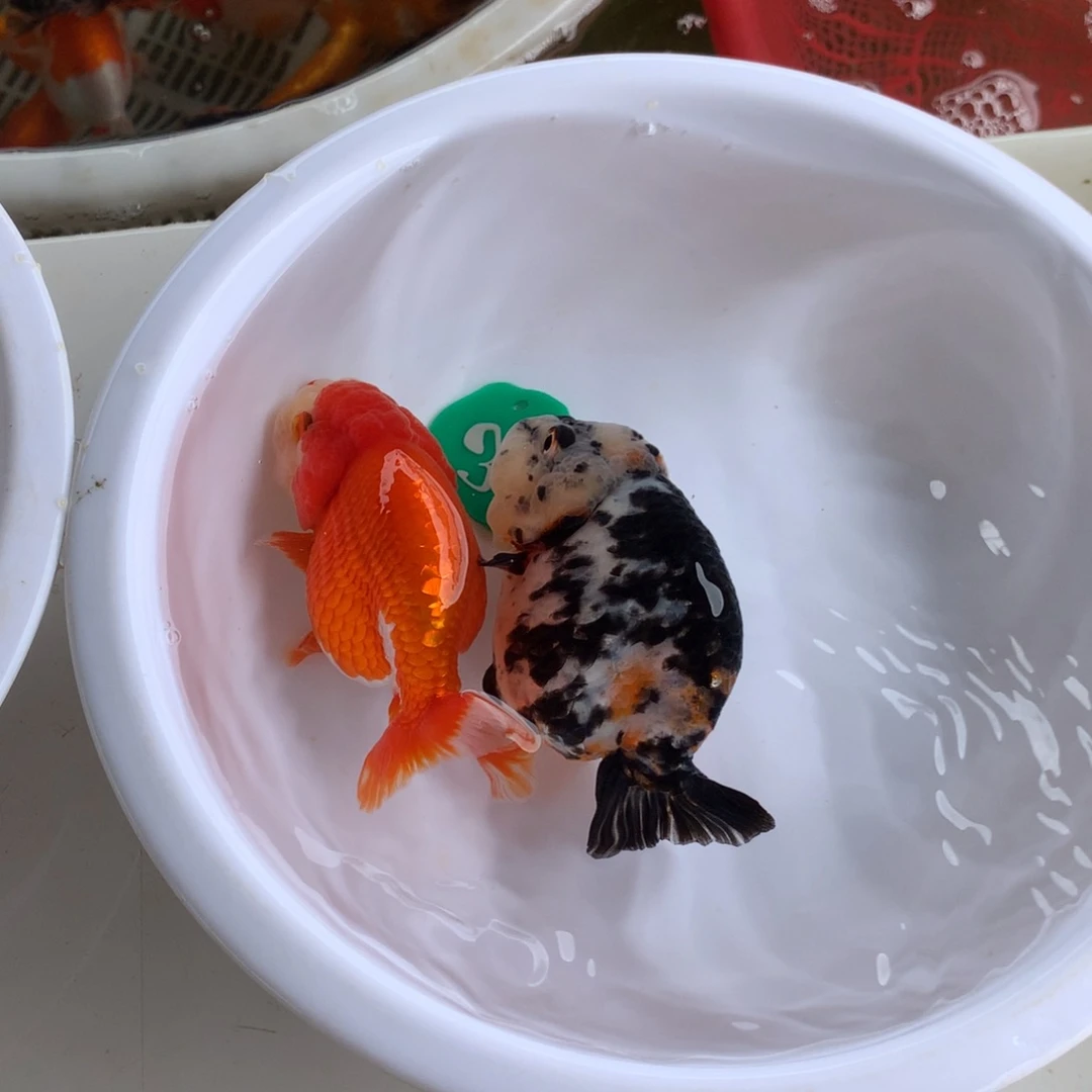 金鱼111111111111111