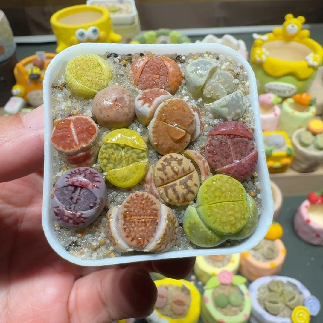 红陶t****1蘑菇726彩拼