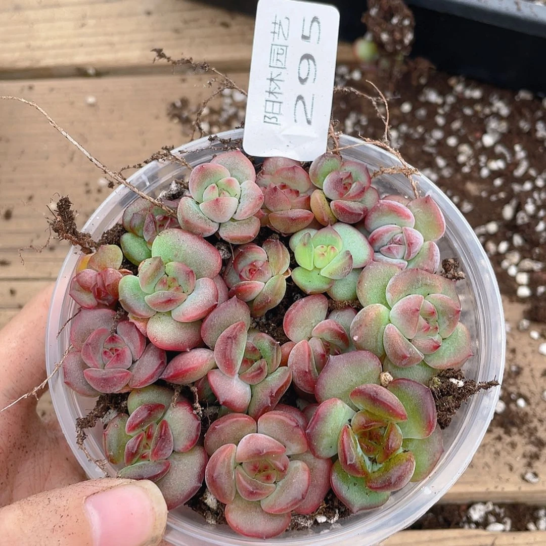 多肉植物多肉植物295