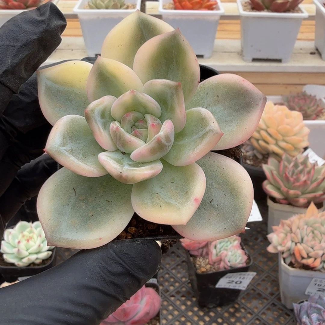 1013-24伊丽莎白锦