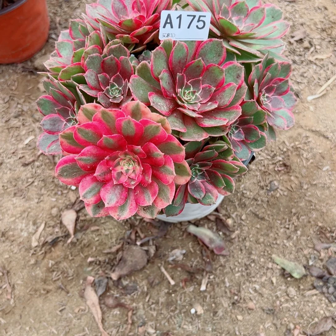175黑魔锦多肉植物法师