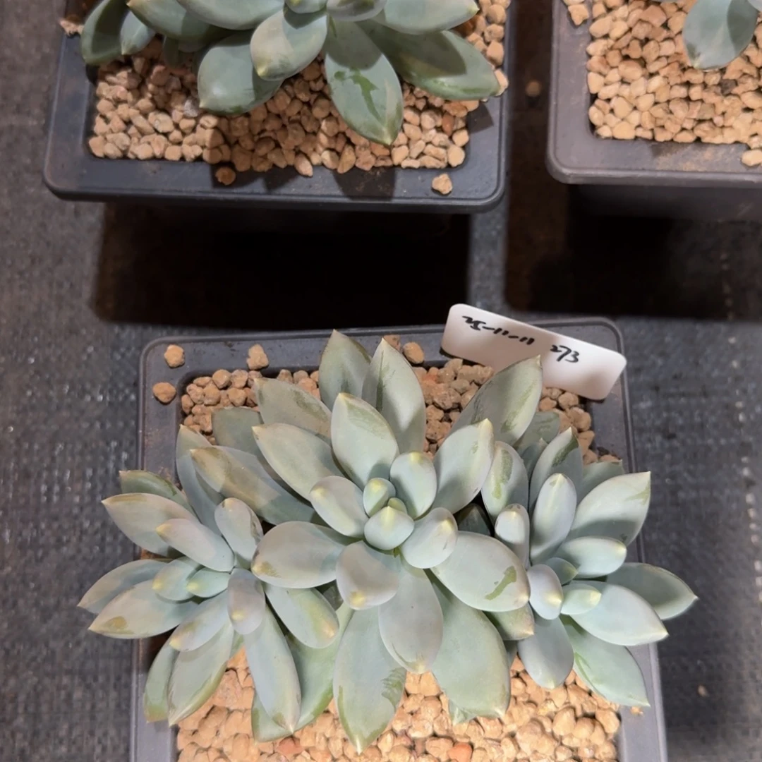 一物一拍双十一场黄胖哥特萝莉273