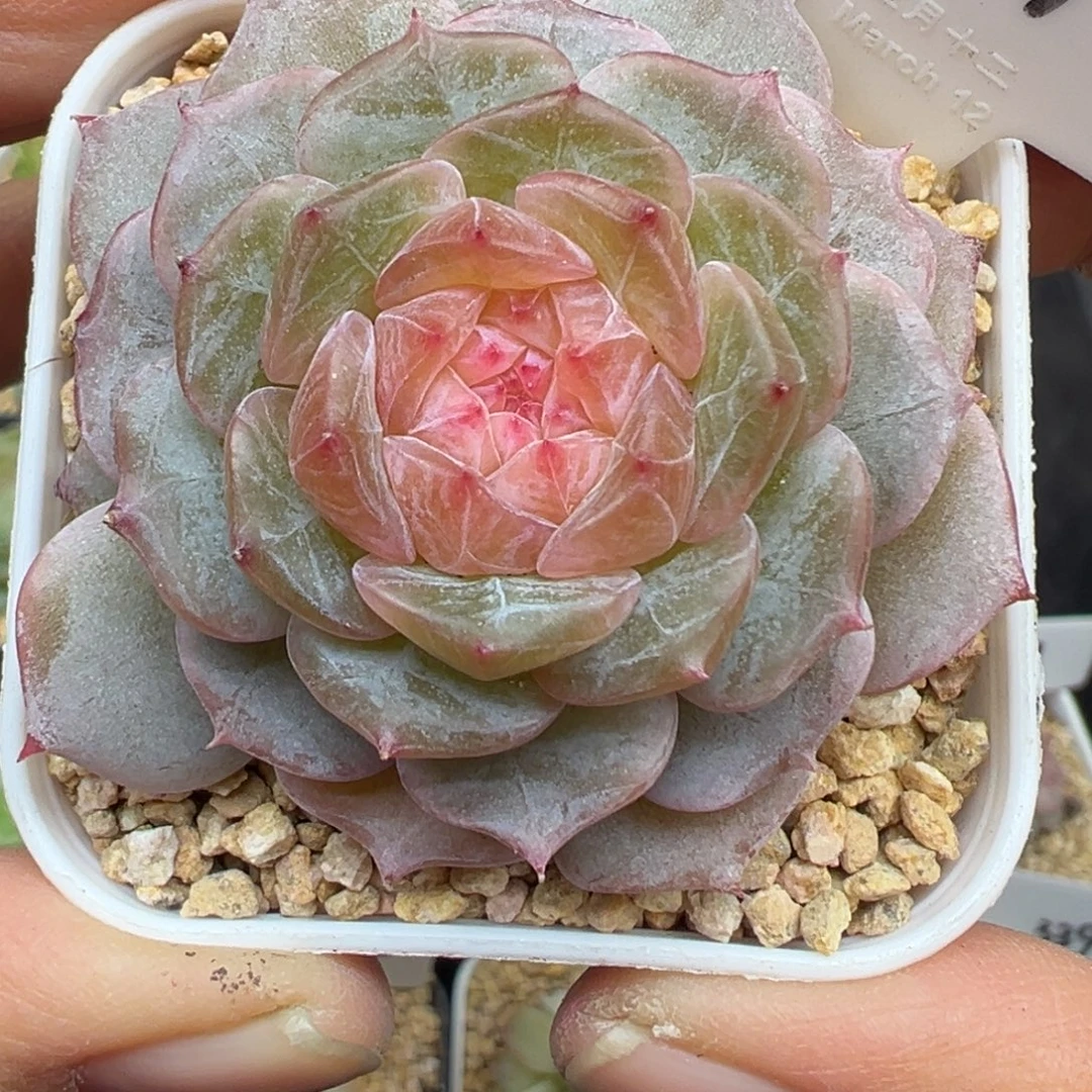 419号星野晗雨多肉植物