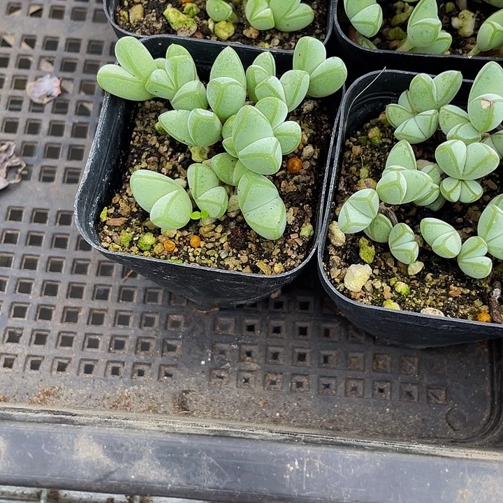 碧玉连带盆土发货