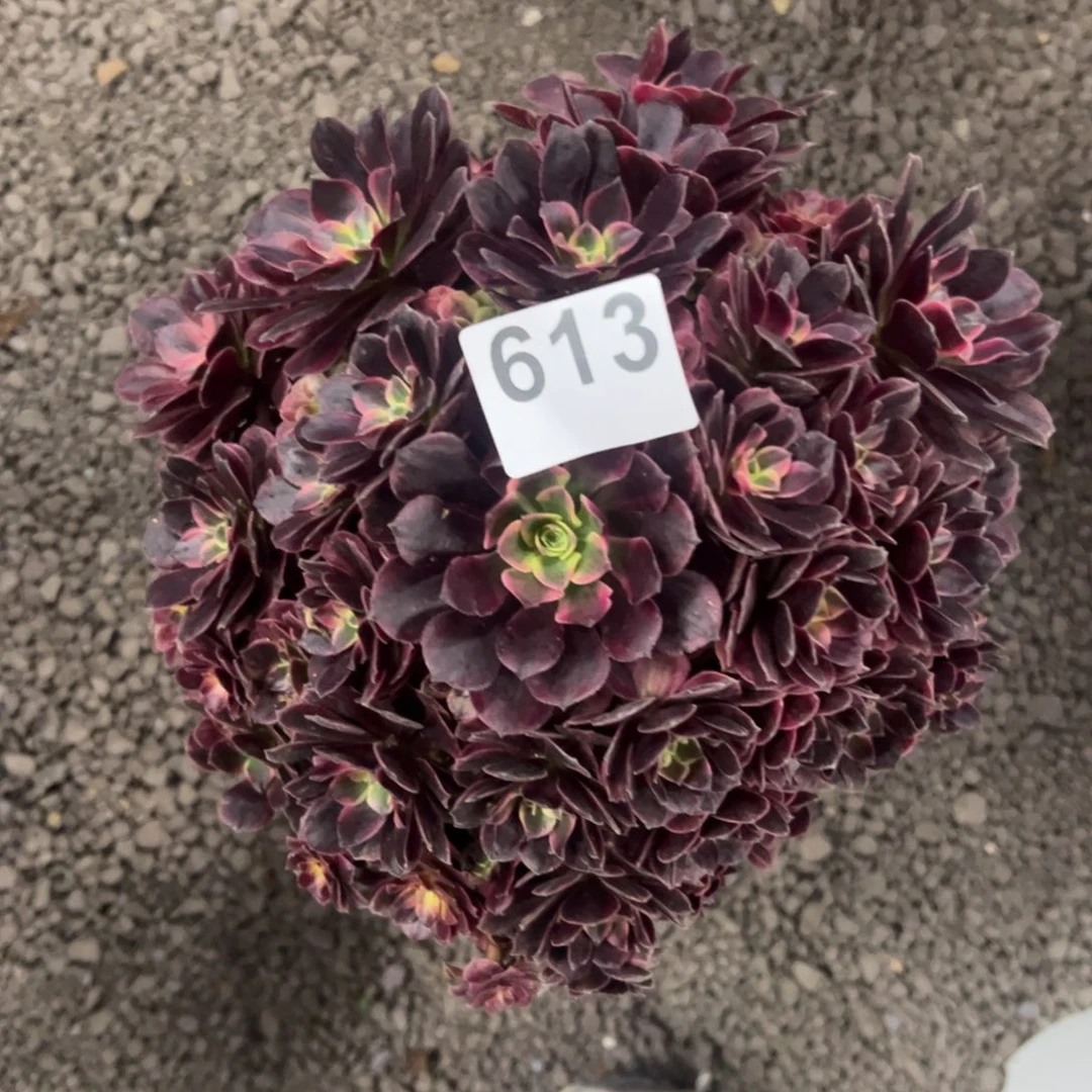 我是真的很喜欢这个