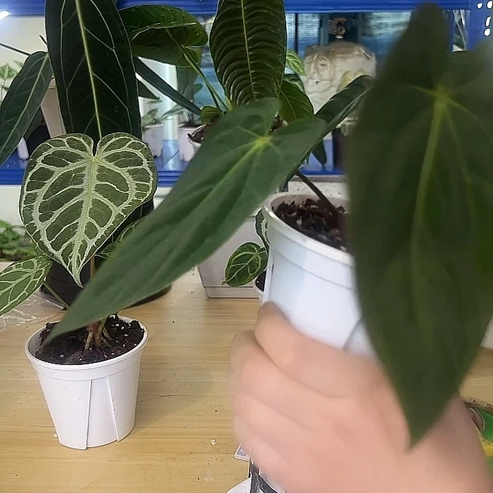 无花朵加通湖PAPI