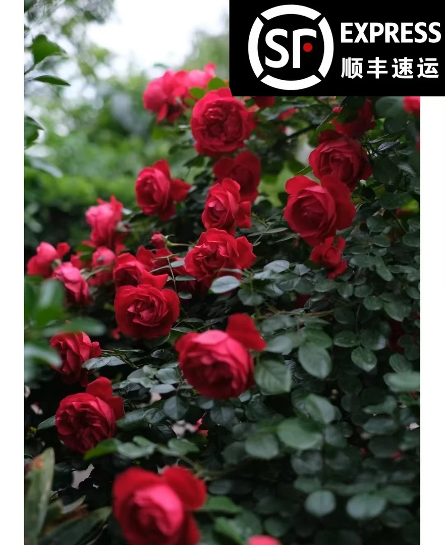【顺丰包邮】佛罗伦蒂娜大花红色庭院爬藤月季