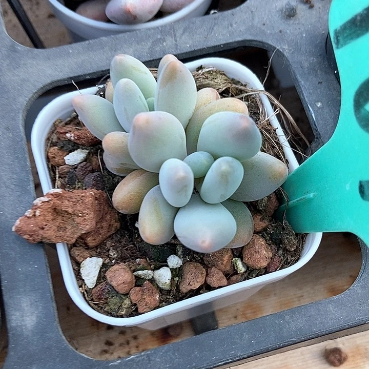 多肉植物企鹅1873