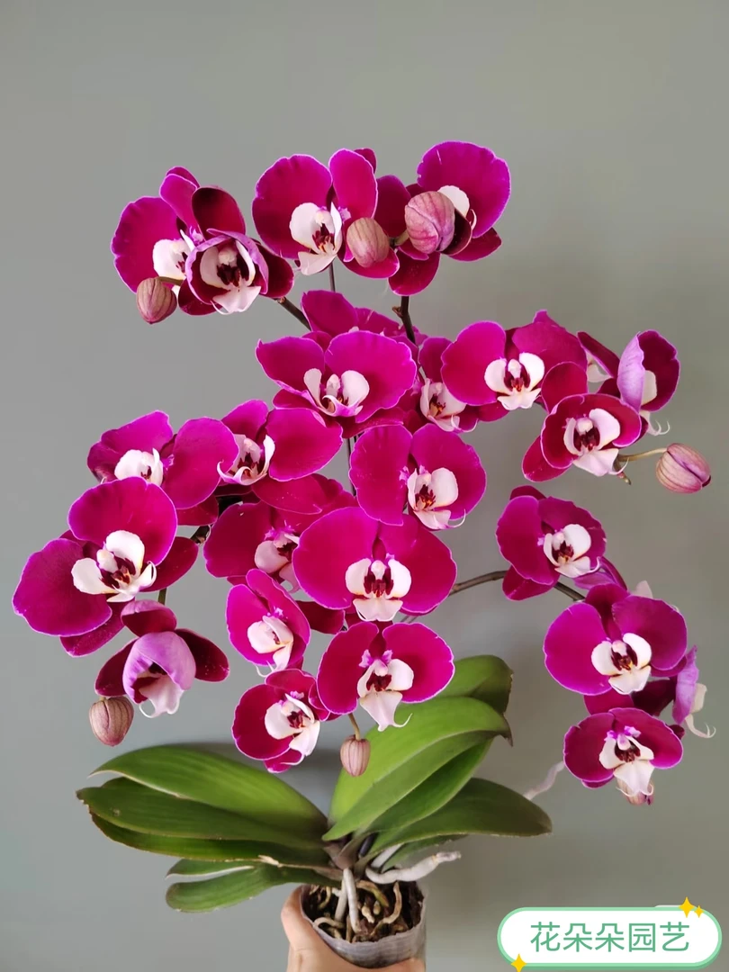 【米歇尔】蝴蝶兰苗子3.0杯带花剑欧品丝绒质感大花长花期会变异