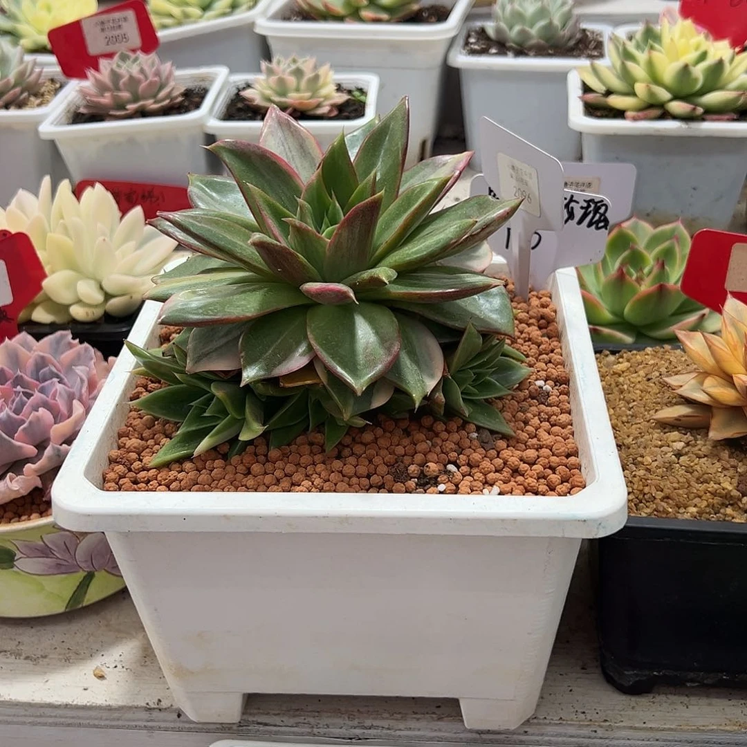 不开花植物2096号阿吉塔玫瑰锦多肉