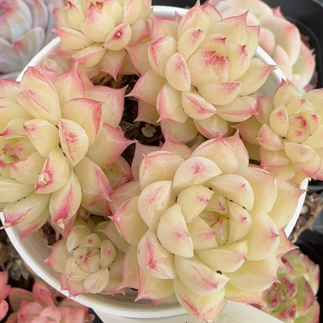 花语逸境0210-149