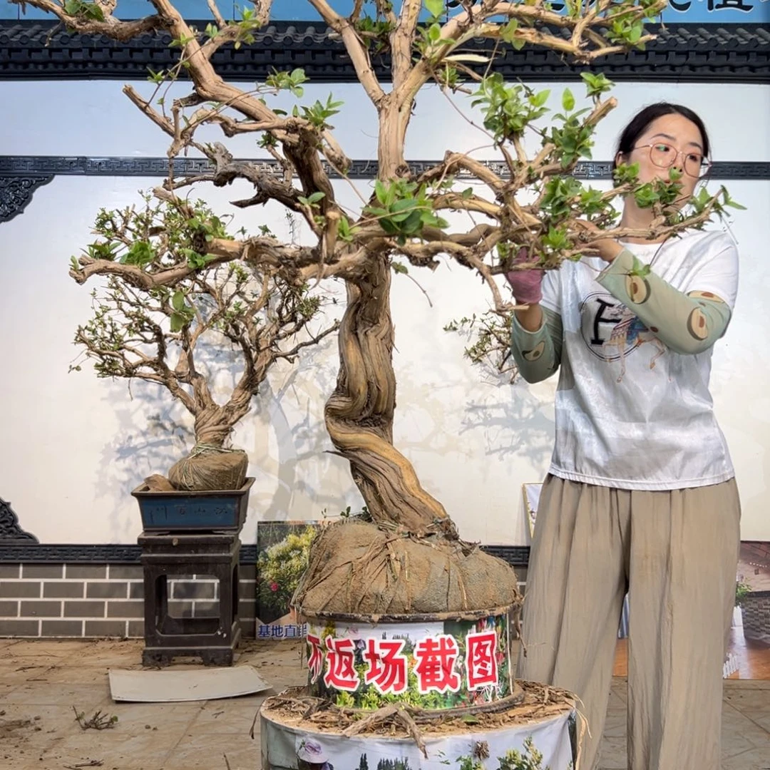 ベ***ミ无花朵金银花8888