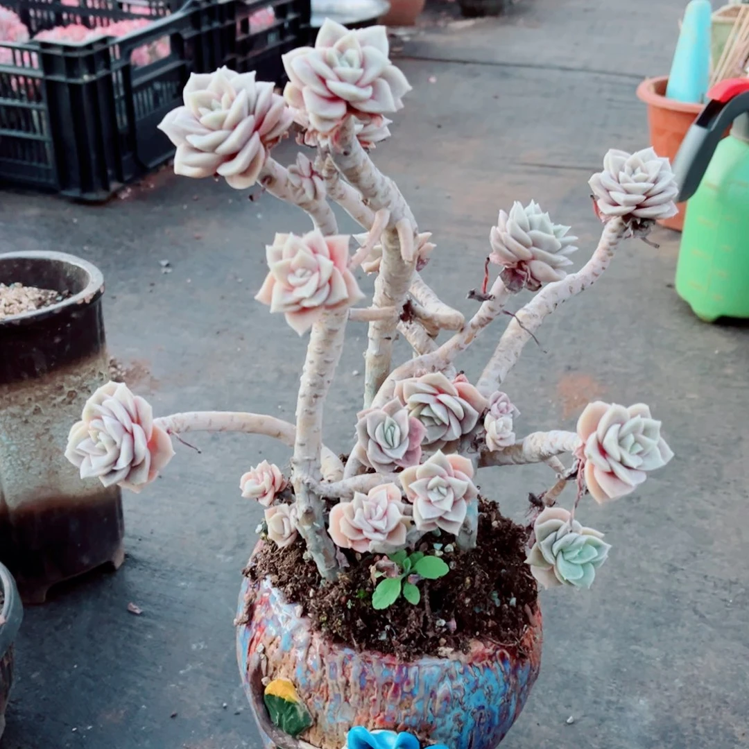 可爱玫瑰老桩一颗