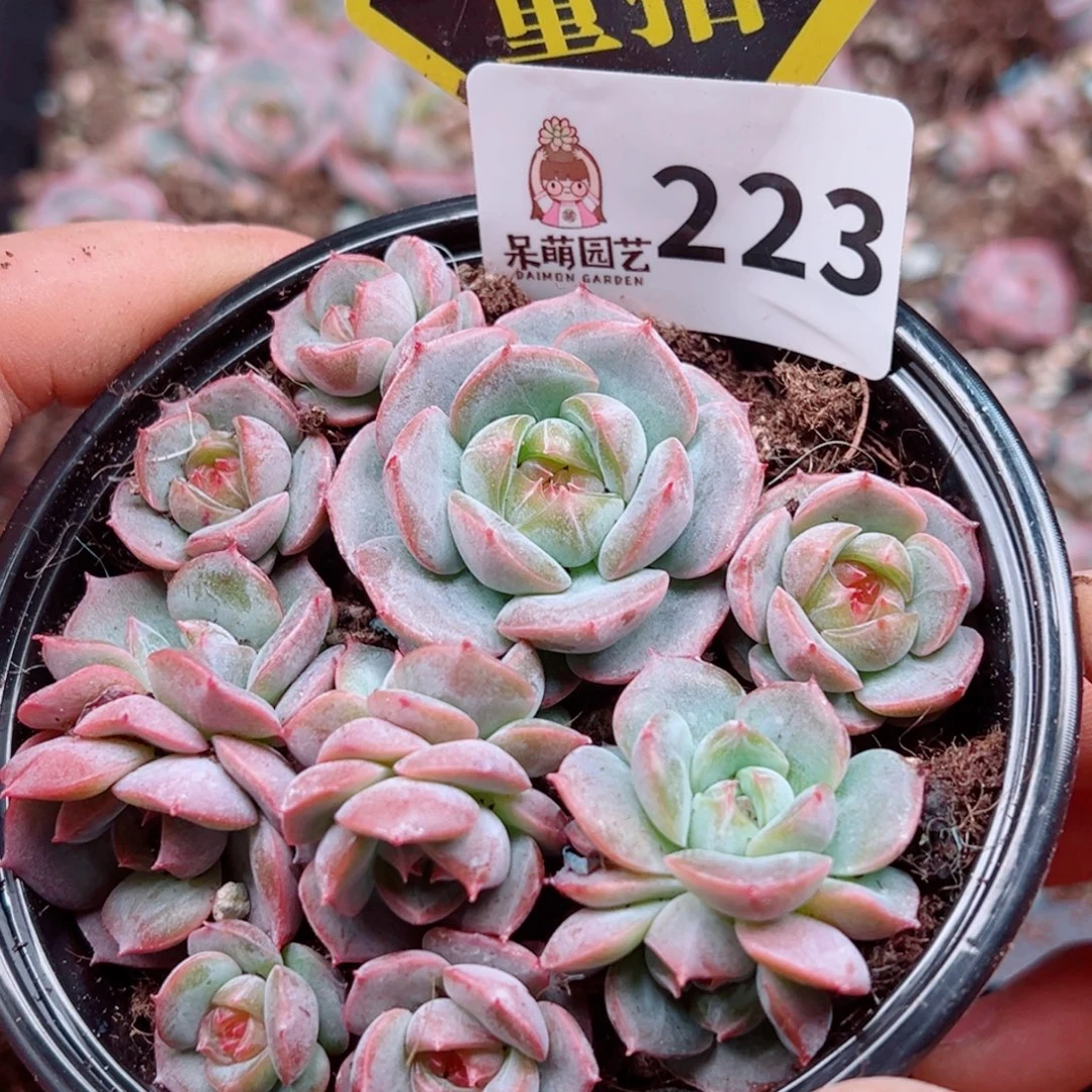 多肉植物多肉植物