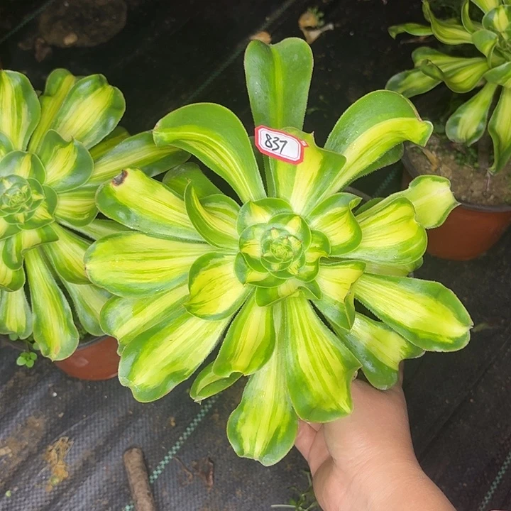 暴君837多肉植物法师