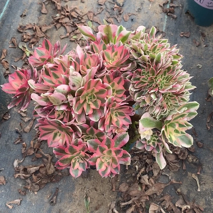 女巫朵朵缀5多肉植物法师法师