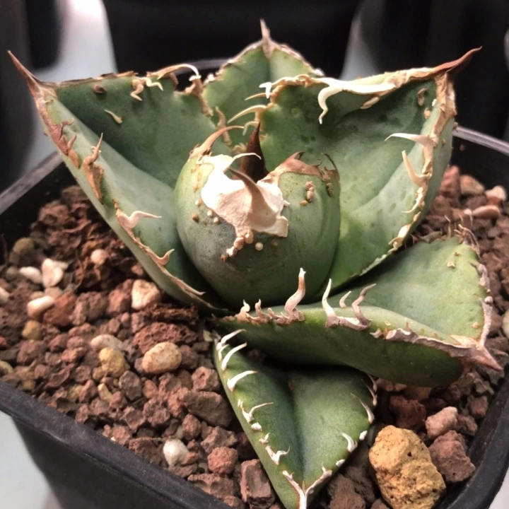 大甲盖油猪仁王冠