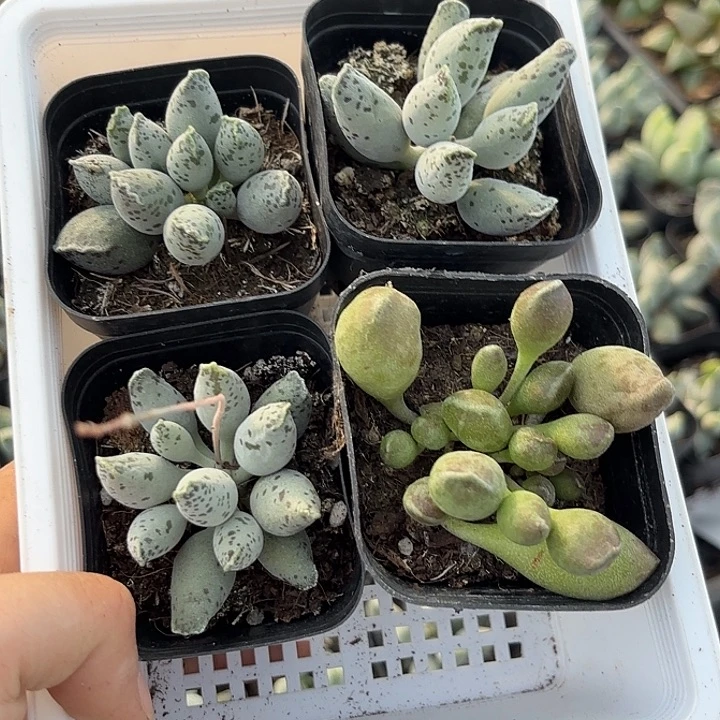 水泡组合套餐一筐4盆发货