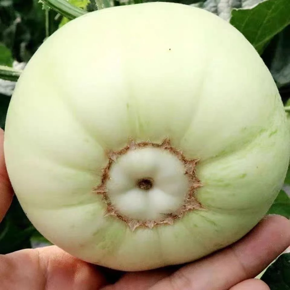 湖南茶陵本地露天种植香瓜甜瓜灰瓜当天采摘新鲜发货（顺丰包邮）