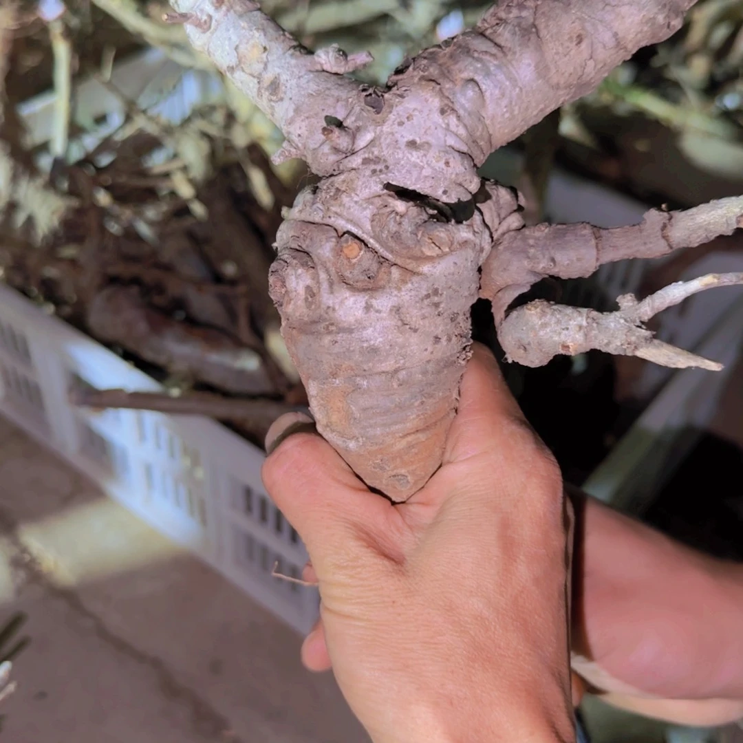 犀*牛块根植物块根植物