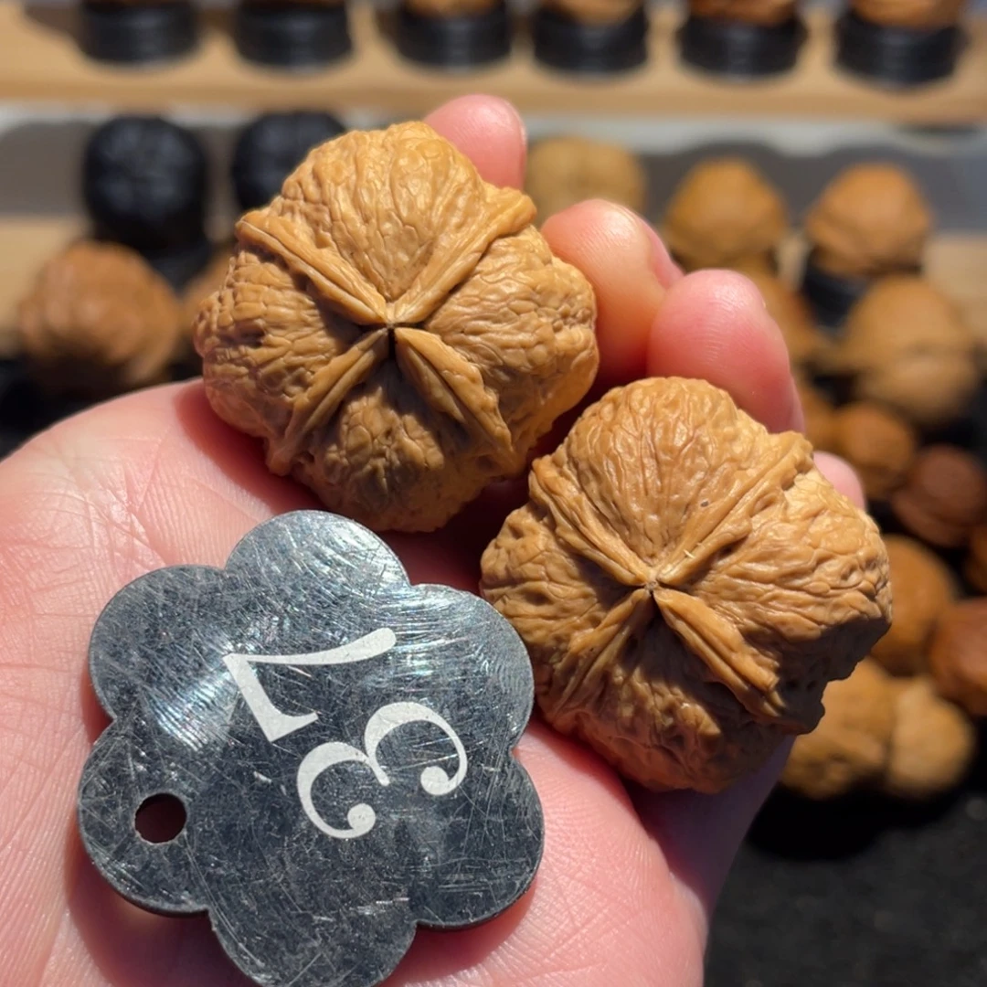 年***比极品蚂蚁四棱微彩33