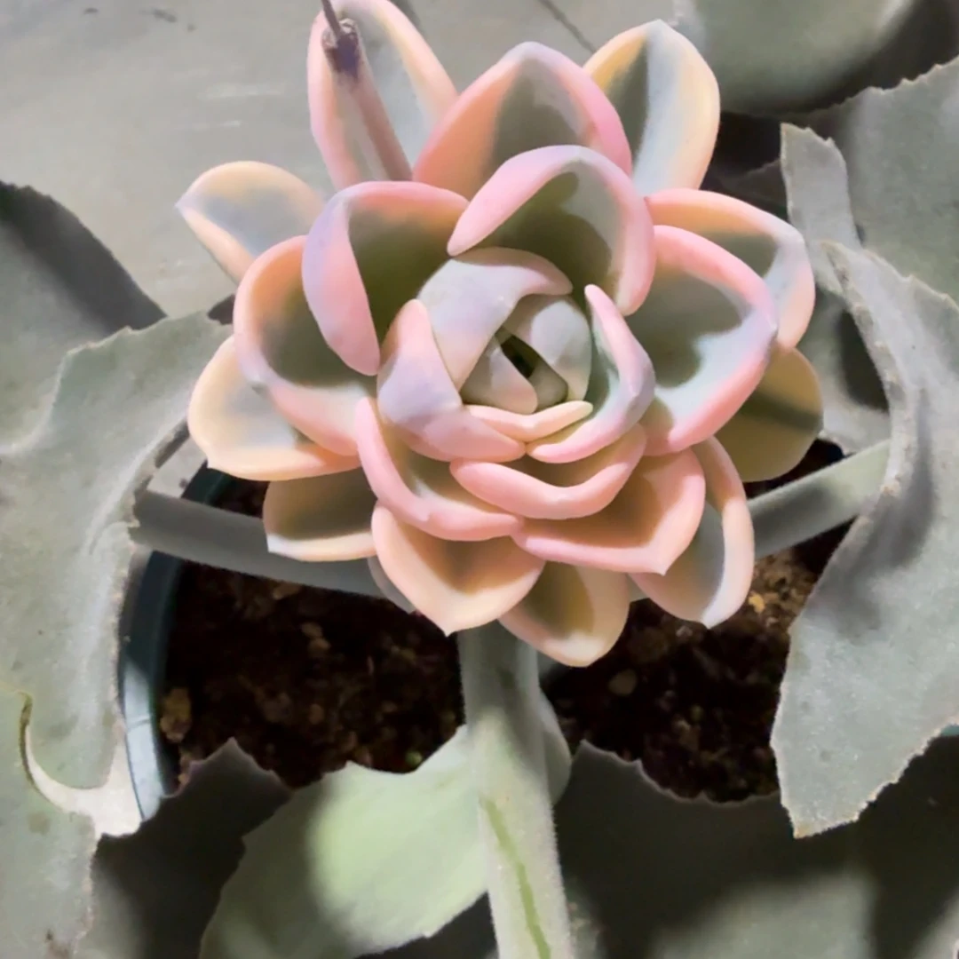 美尻锦   锦上园艺一物一拍