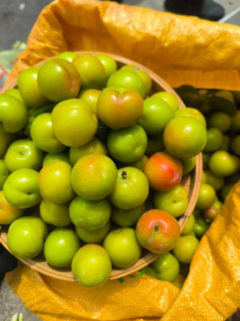 新鲜现摘三月李子酸脆爽口当季孕妇水果酸酸甜甜梅州大埔本地李子