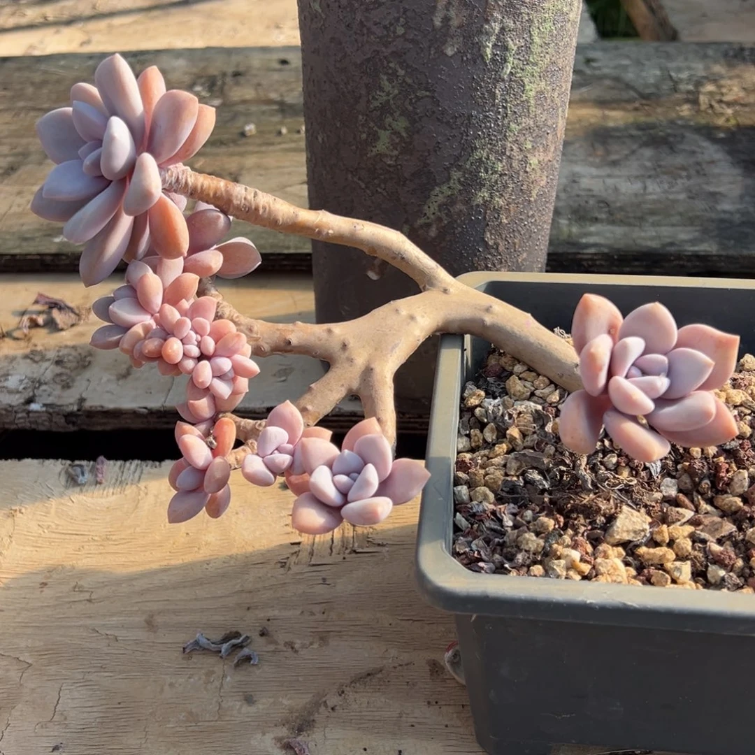 老桩桃霜裸肉发货