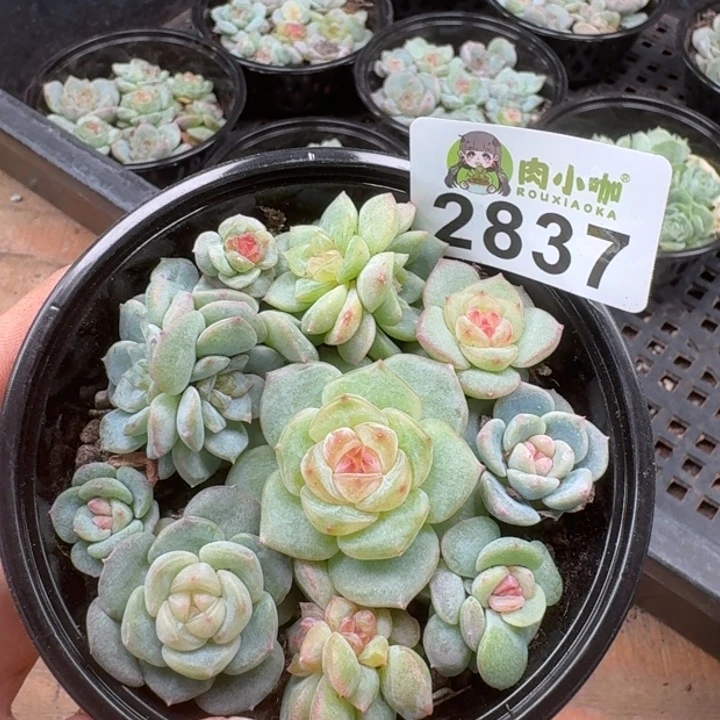 多肉植物多肉植物