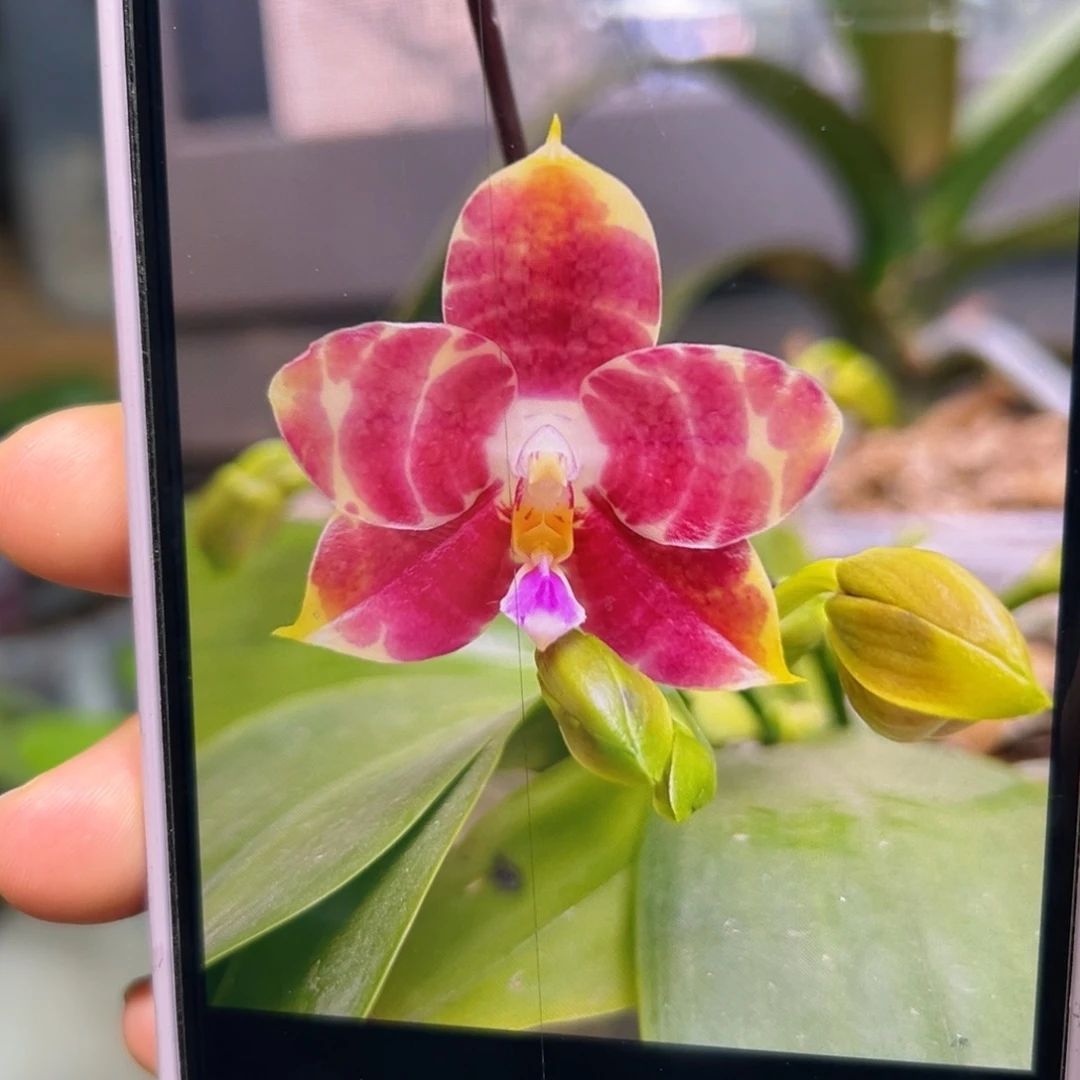 无花朵弥陀红龙花剑