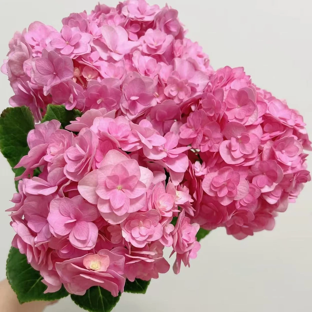 福利艾薇塔绣球不低于4花苞（福利不包售后）