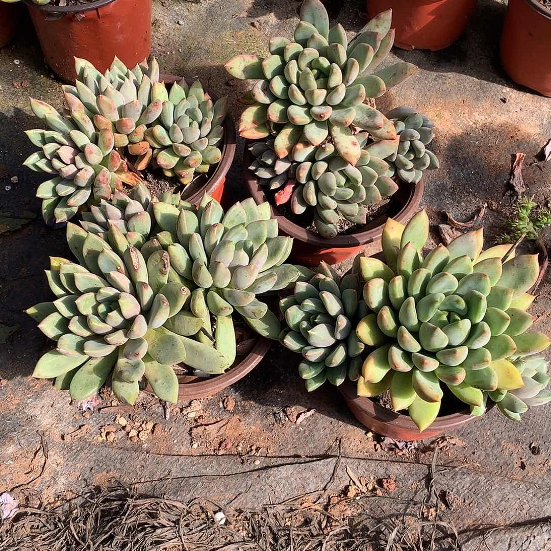 双十一福利小象牙9.9米4颗